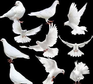 鸽子图片