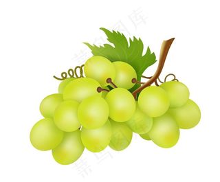 葡萄手绘图片