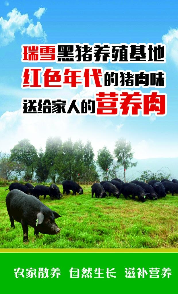 黑猪图片(1683x2645)psd模版下载