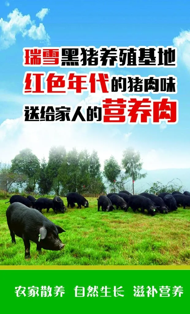 黑猪图片(1683x2645)psd模版下载
