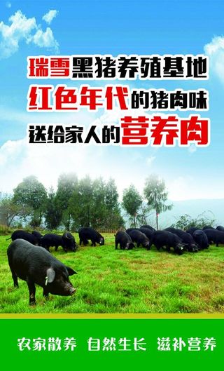 黑猪图片