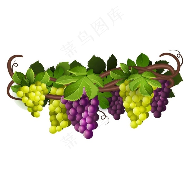 葡萄藤矢量图片