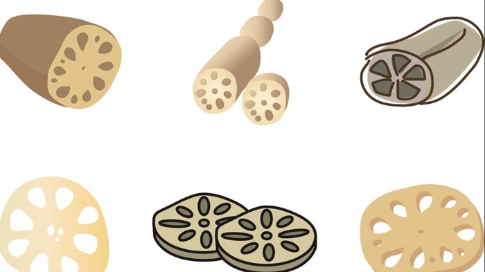 矢量莲菜藕素材图片