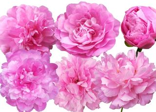 牡丹花素材图片