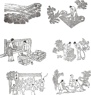 古人制茶图 图片