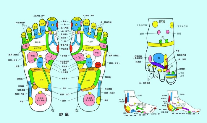 足部穴位图图片(3150x1969)psd模版下载