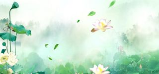 荷花背景图片