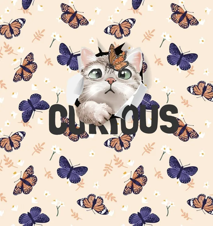 蝴蝶猫图片