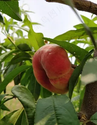 蟠桃图片