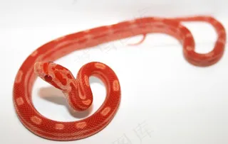 蛇图片