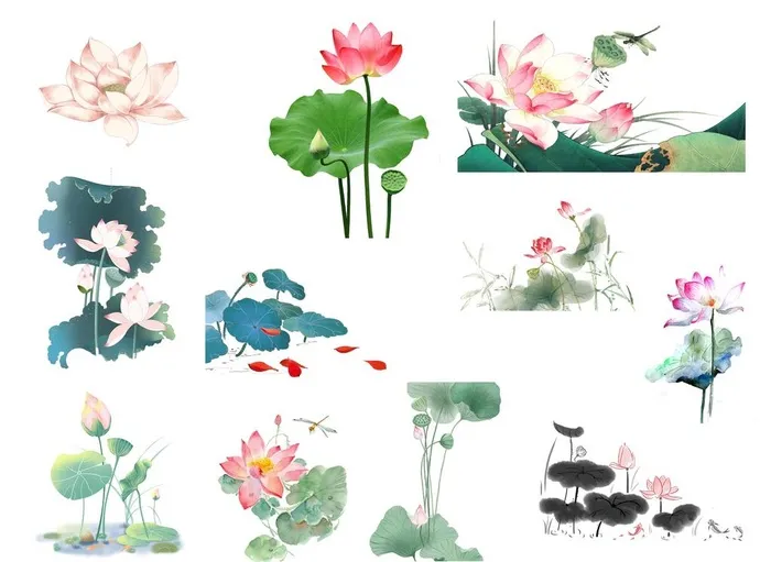 荷花图片(3328x2534)psd模版下载