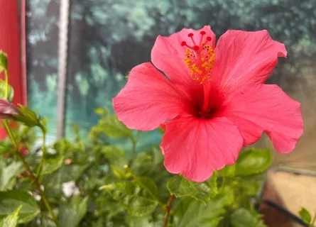 花朵图片 花朵图片