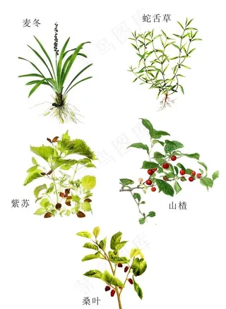 中草药图片