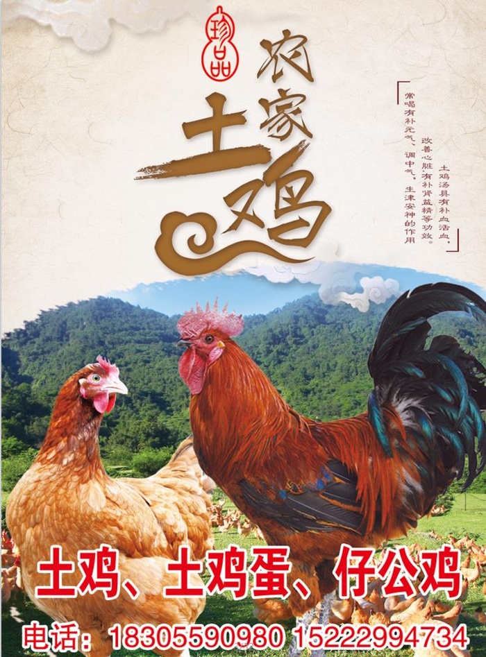 农家土鸡图片(3543x4961)psd模版下载