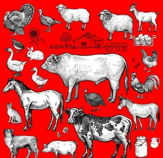 家禽线稿鸡鸭牛羊鹅兔狗驴猪猫图片