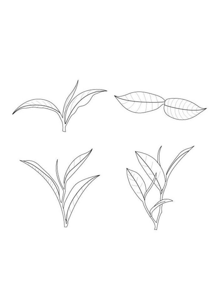 茶叶手绘插画线条黑白图片
