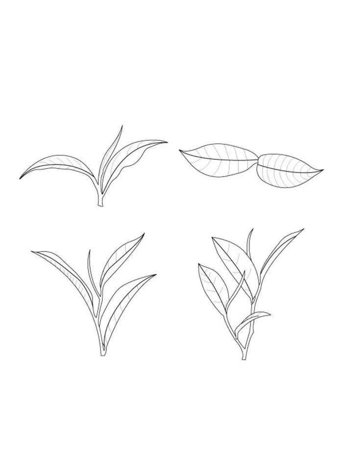 茶叶手绘插画线条黑白图片ai矢量模版下载