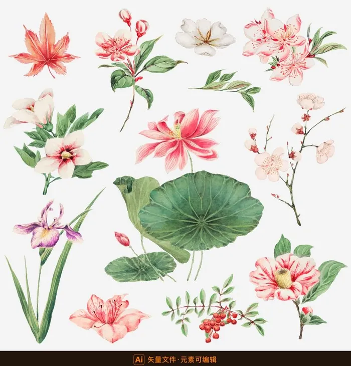 中国风荷花素材图片