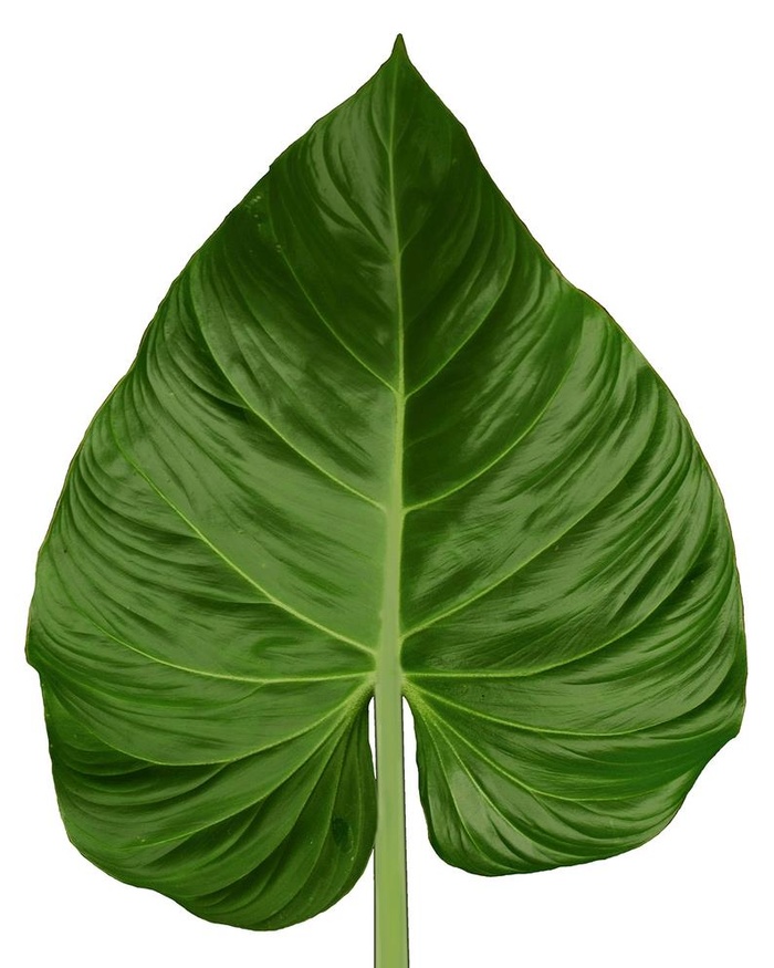 高清绿色叶子分层图片