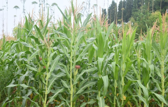 玉米地图片