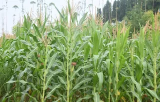 玉米地图片