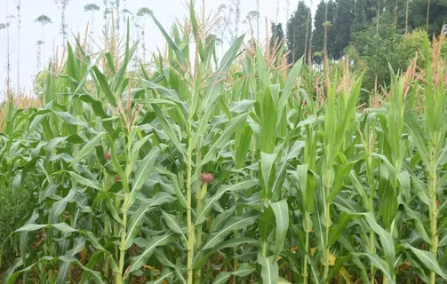 玉米地图片 玉米地图片