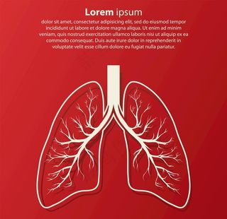 矢量肺素材图片