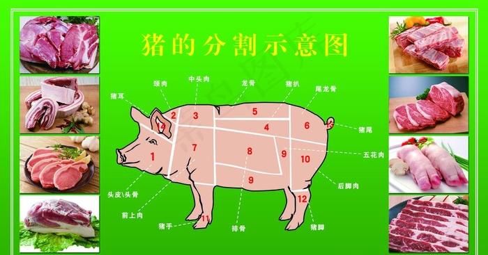 猪肉分割图图片psd模版下载