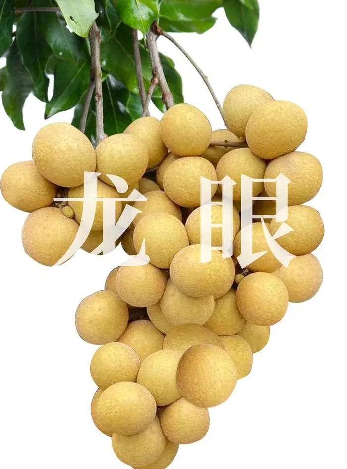 龙眼水果 图片