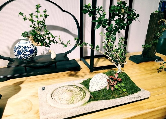 盆景图片
