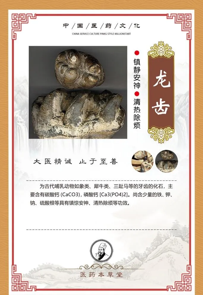中药材草药药效功能简介 龙齿图片(1772x2658)psd模版下载