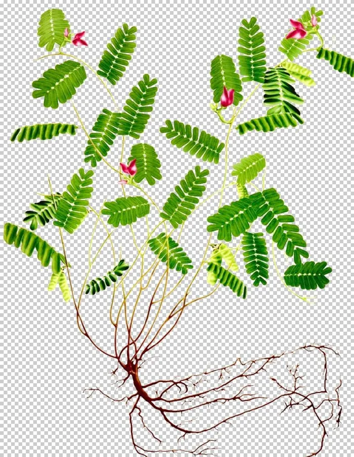 鸡骨草图片(868x1113)