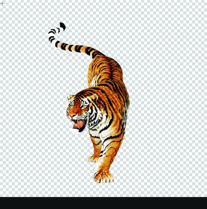 老虎大图图片