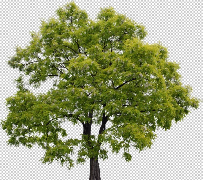 树木免扣素材图片
