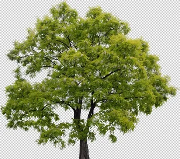 树木免扣素材图片 树木免扣素材图片