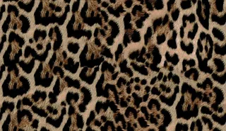 豹纹图片