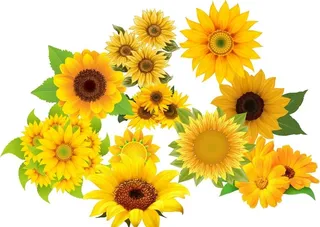 向日葵 可单个移图片