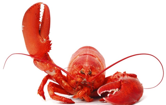 大龙虾图片