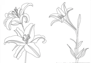 百合花线描黑白图片