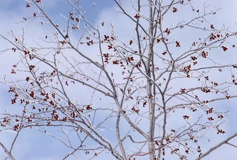 入冬景色        图片