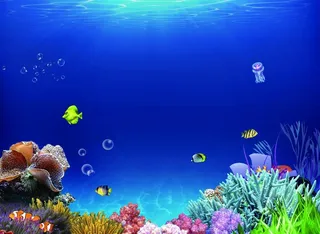鱼缸图片