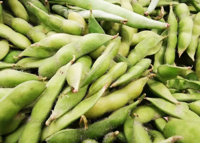 毛豆图片