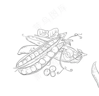 手绘豌豆 大豆图片