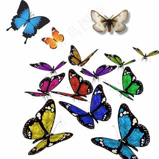 飞舞的蝴蝶图片