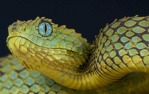 蛇              图片