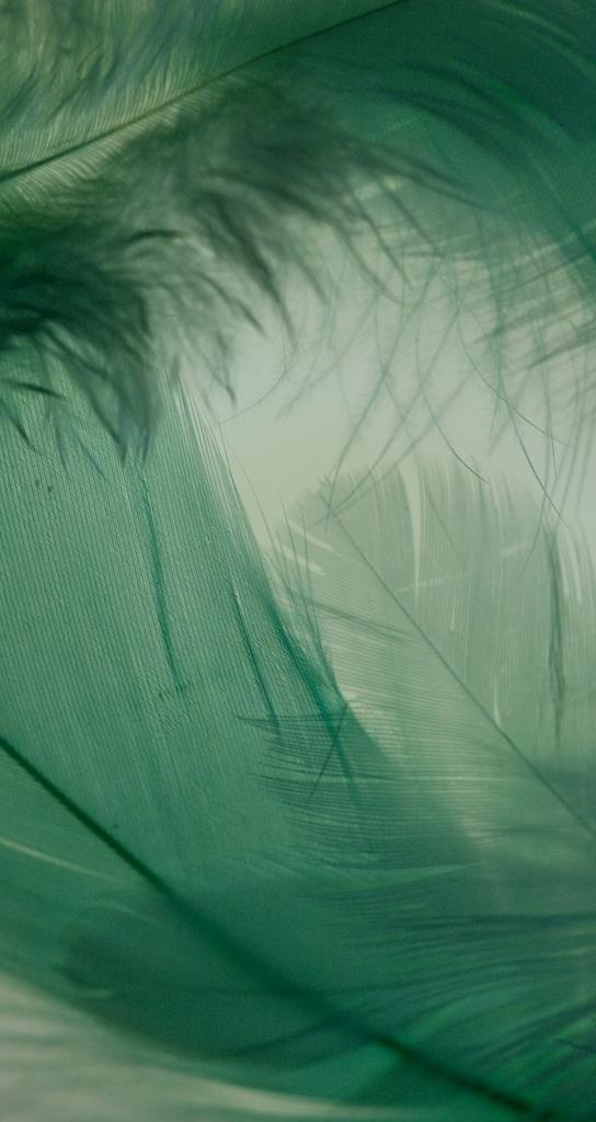 墨绿色羽毛背景图片