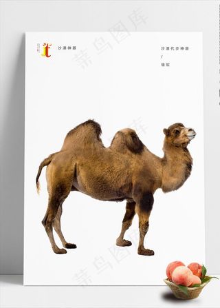 骆驼图片