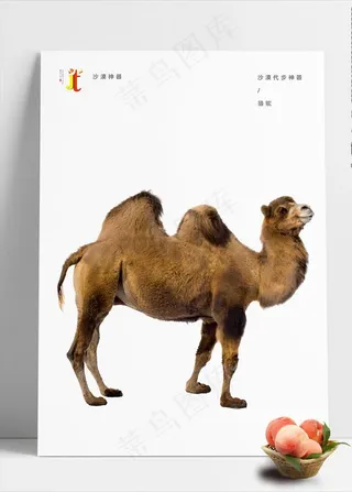 骆驼图片