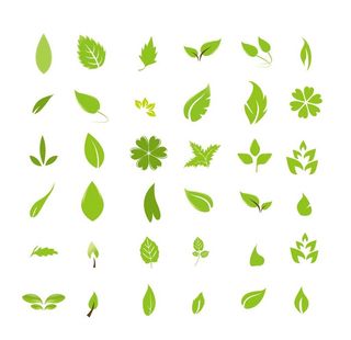 树叶 可修改图片