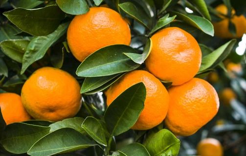 柑桔 柑橘 桔子 橘子图片